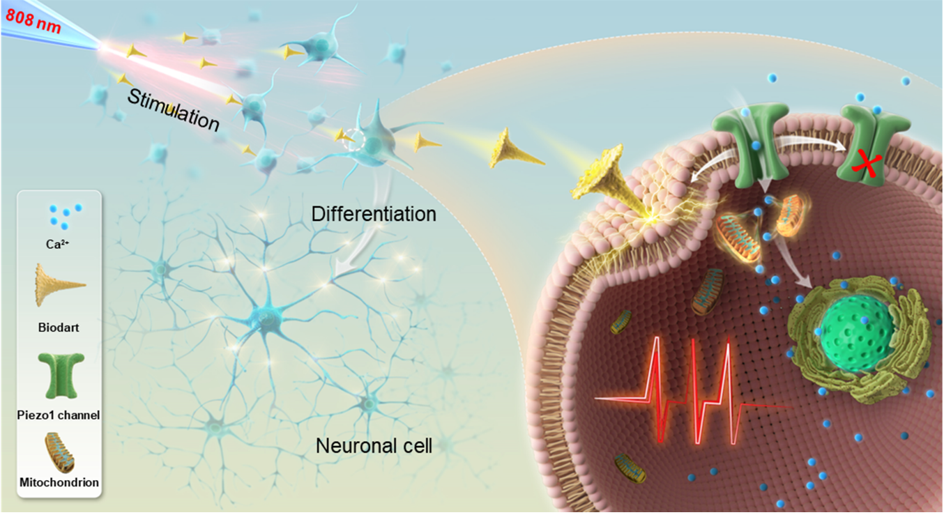 光机械力生物飞镖实现亚细胞精度神经激活与调控的示意图