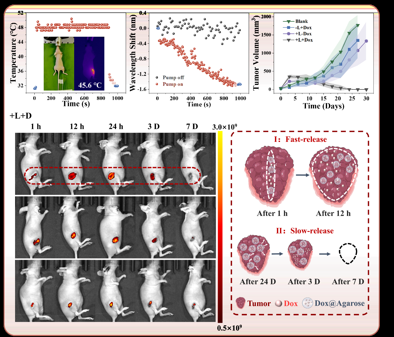 图2.基于光纤的多功能肿瘤治疗探针活体实验与治疗机制探索 配图3